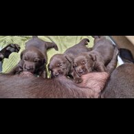 Labrador Retriever - Both