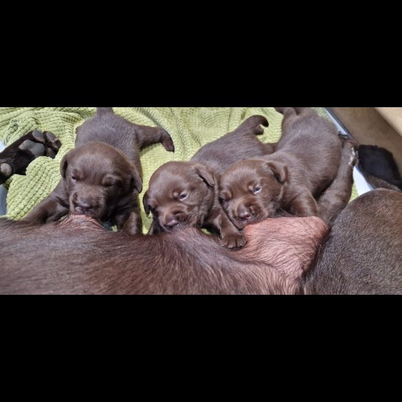 Labrador Retriever - Both