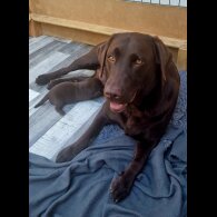 Labrador Retriever - Both