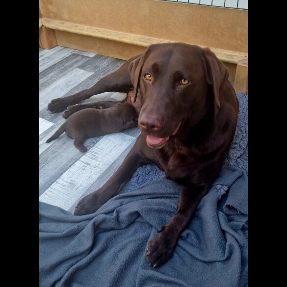 Labrador Retriever - Both