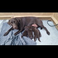 Labrador Retriever - Both