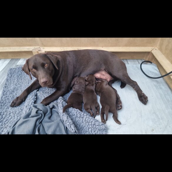 Labrador Retriever - Both