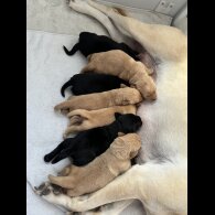 Labrador Retriever - Both