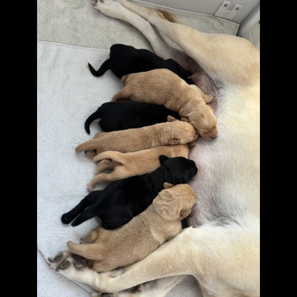 Labrador Retriever - Both