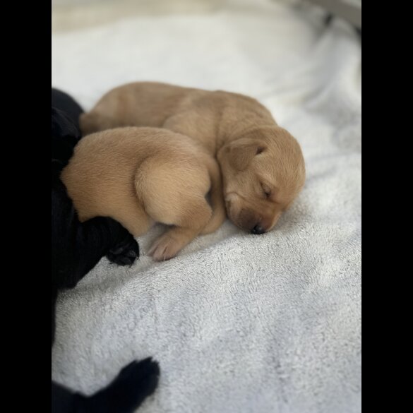 Labrador Retriever - Both
