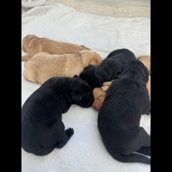 Labrador Retriever - Both
