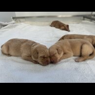 Labrador Retriever - Both