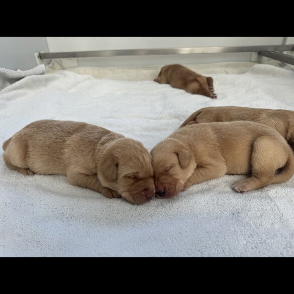 Labrador Retriever - Both