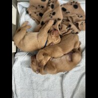 Labrador Retriever - Both