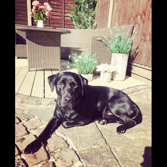 Labrador Retriever - Both