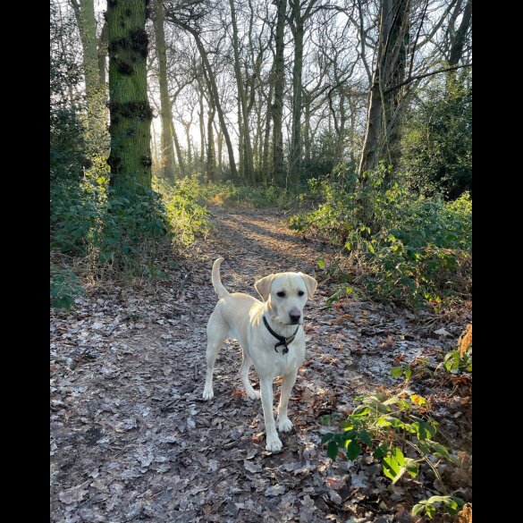 Labrador Retriever - Both