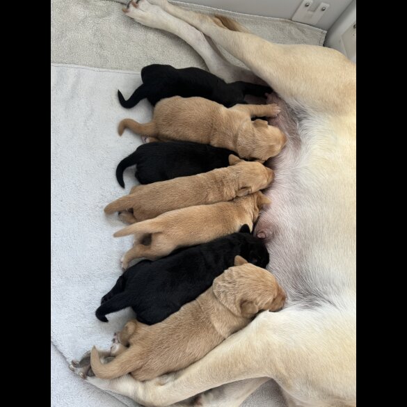 Labrador Retriever - Both