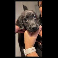 Labrador Retriever - Both
