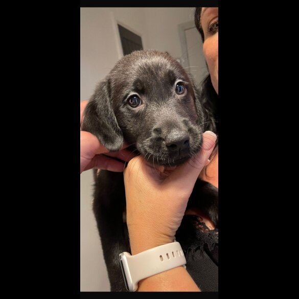 Labrador Retriever - Both