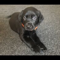 Labrador Retriever - Both