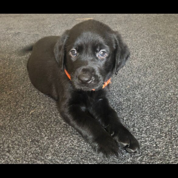 Labrador Retriever - Both