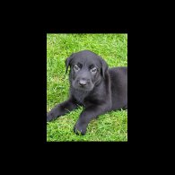 Labrador Retriever - Both