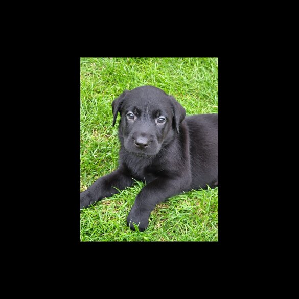 Labrador Retriever - Both