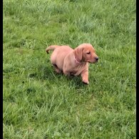 Labrador Retriever - Both
