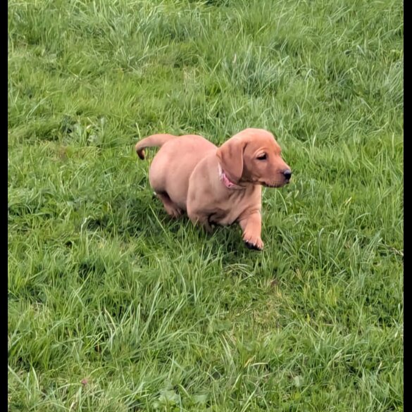 Labrador Retriever - Both