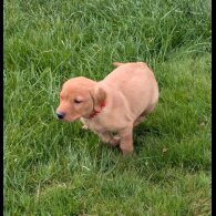 Labrador Retriever - Both
