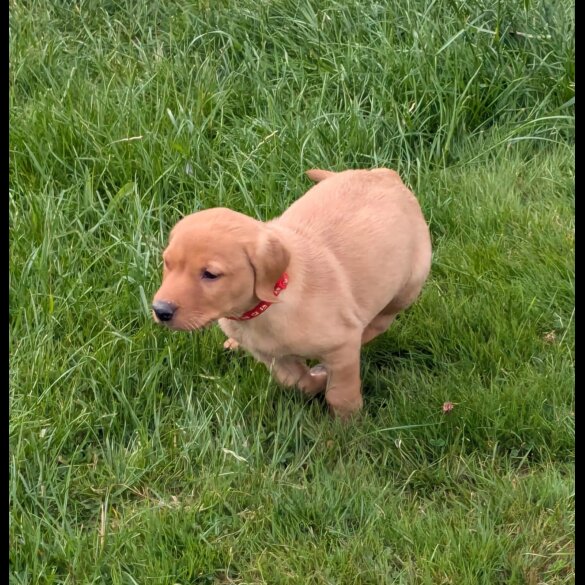 Labrador Retriever - Both