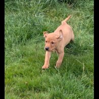 Labrador Retriever - Both