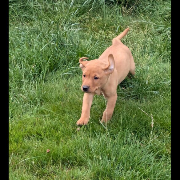 Labrador Retriever - Both