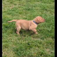 Labrador Retriever - Both