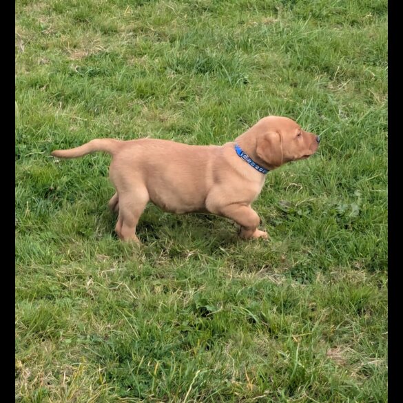 Labrador Retriever - Both