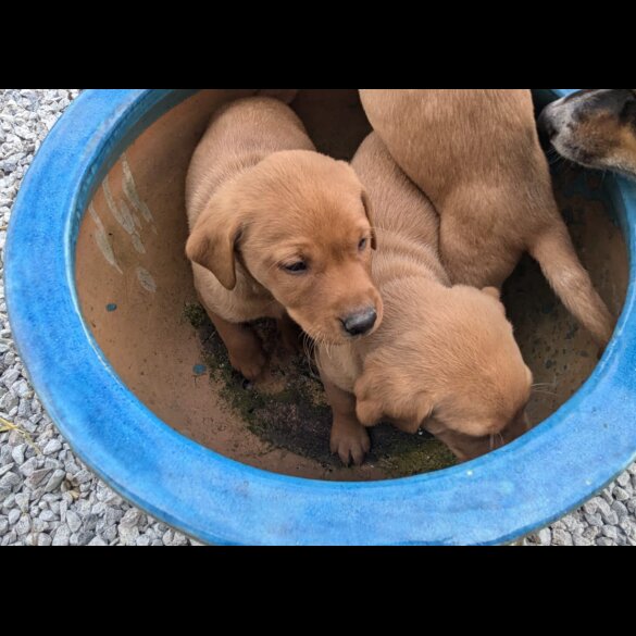 Labrador Retriever - Both