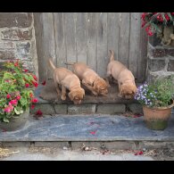 Labrador Retriever - Both