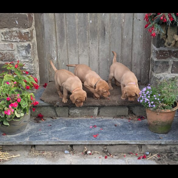Labrador Retriever - Both