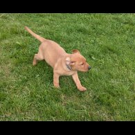 Labrador Retriever - Both