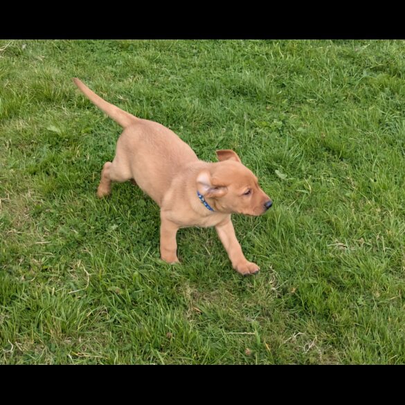 Labrador Retriever - Both