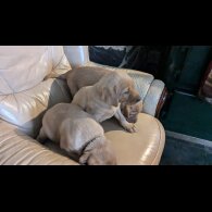 Labrador Retriever - Both