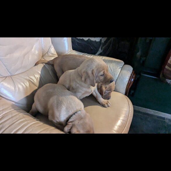Labrador Retriever - Both