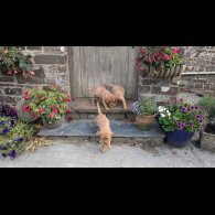 Labrador Retriever - Both