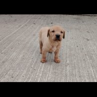 Labrador Retriever - Both