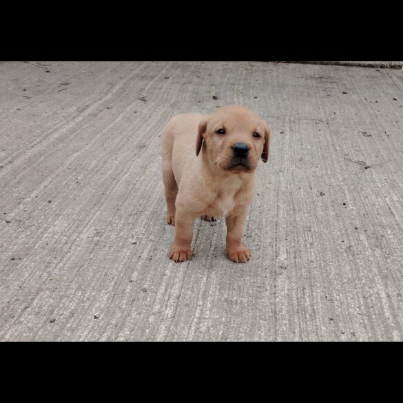 Labrador Retriever - Both