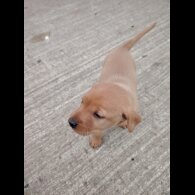 Labrador Retriever - Both