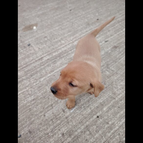 Labrador Retriever - Both