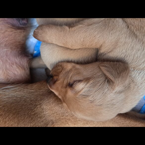 Labrador Retriever - Both