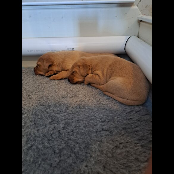 Labrador Retriever - Both