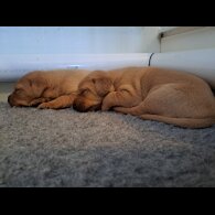 Labrador Retriever - Both