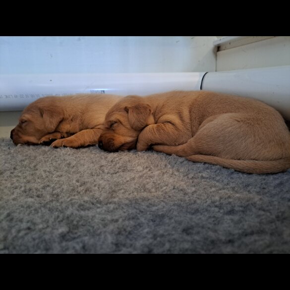 Labrador Retriever - Both