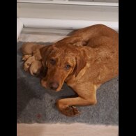 Labrador Retriever - Both