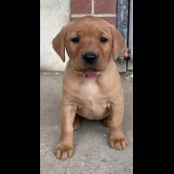 Labrador Retriever - Both