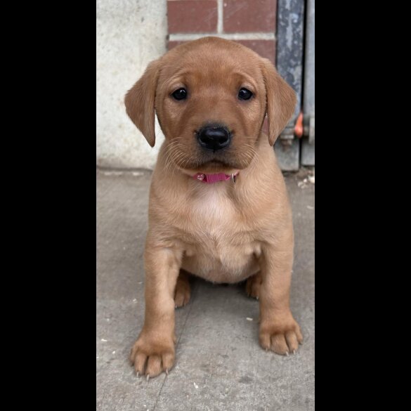 Labrador Retriever - Both