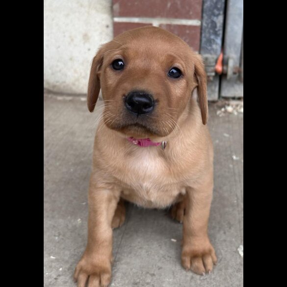 Labrador Retriever - Both
